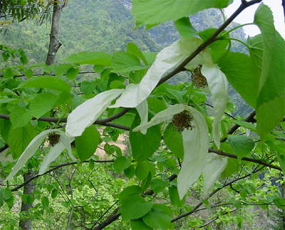 自然保护区植物2