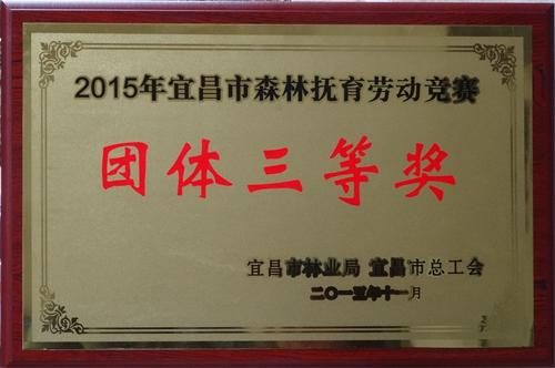 大老岭保护区管理局喜获全市首届森林抚育劳动竞赛奖