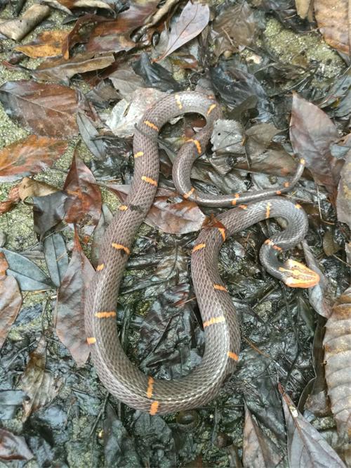 大老岭再现白头蝰 --我国现存27种毒蛇蛇中最致命的一种
