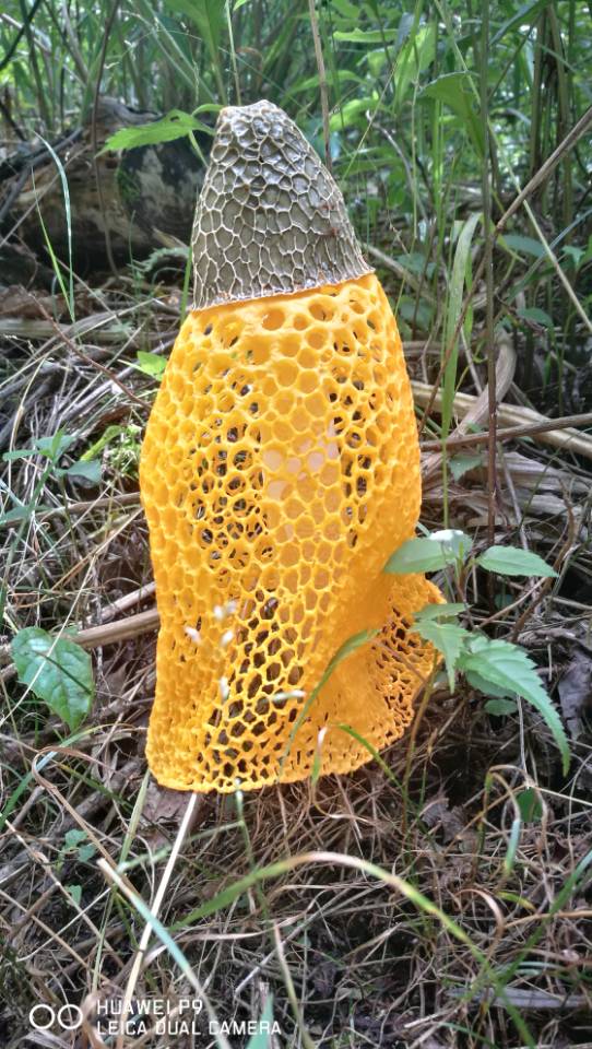 大老岭保护区发现大型药用真菌——黄裙竹荪