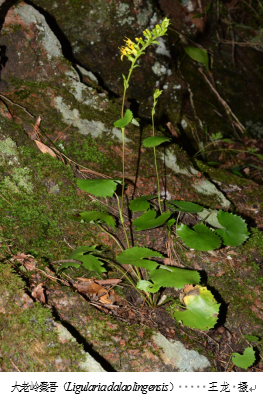 大老岭发现植物新物种