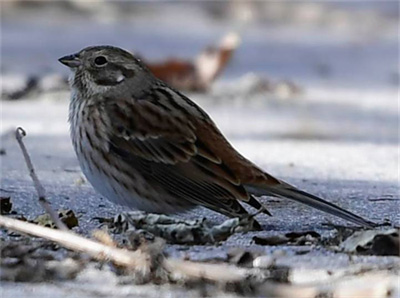宜昌三峡大老岭自然保护区发现湖北新记录鸟类—白头鹀