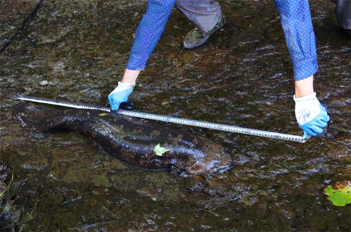 大老岭管理局：发现体长超一米的娃娃鱼