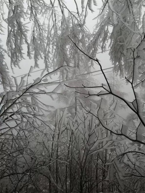 大老岭管理局：迎雪斗冰见初心