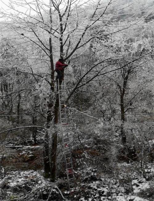 大老岭管理局：迎雪斗冰见初心