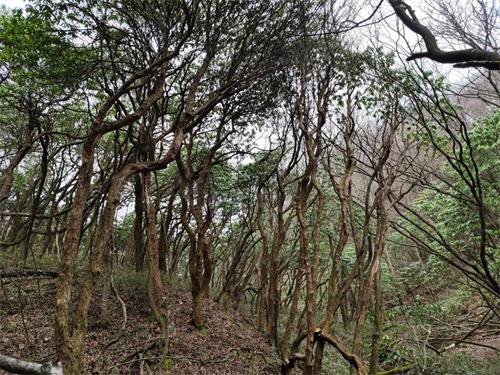 三峡大老岭：珍稀！高山杜鹃古树群现身