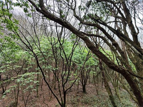 三峡大老岭：珍稀！高山杜鹃古树群现身