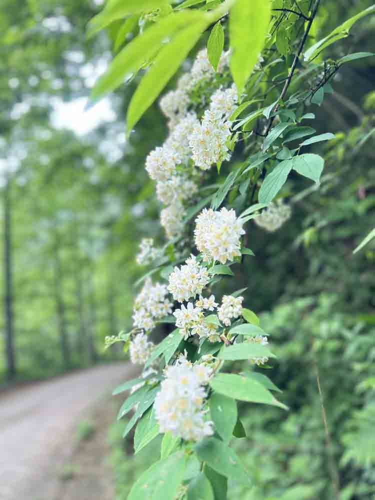 五彩缤纷增花大老岭 万紫千红添彩新时代