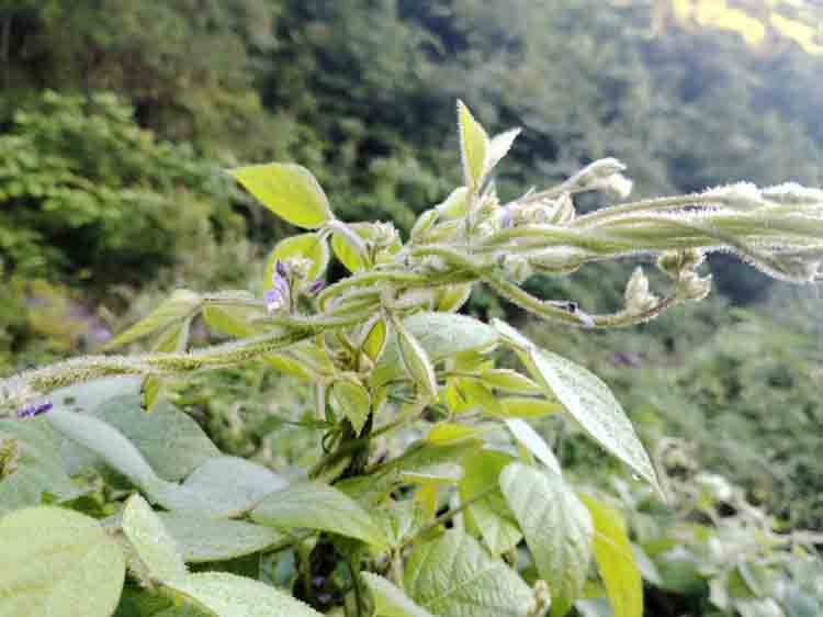 大老岭发现国家二级重点保护植物——野大豆