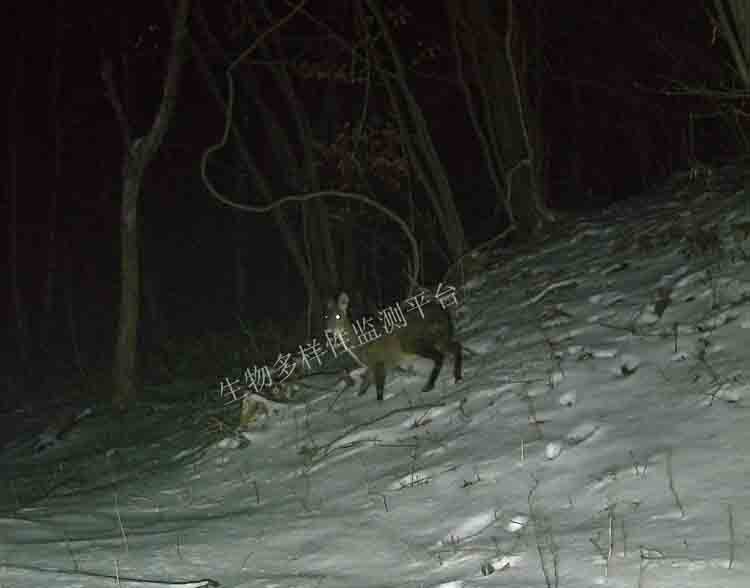 大老岭保护区林麝夜间雪地觅食遭“偷拍”
