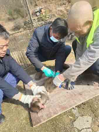 顶风冒雪救助忙 守护山林动物精灵