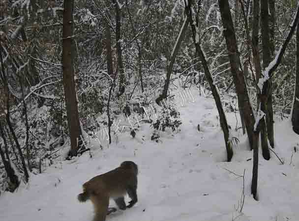 顶风冒雪救助忙 守护山林动物精灵