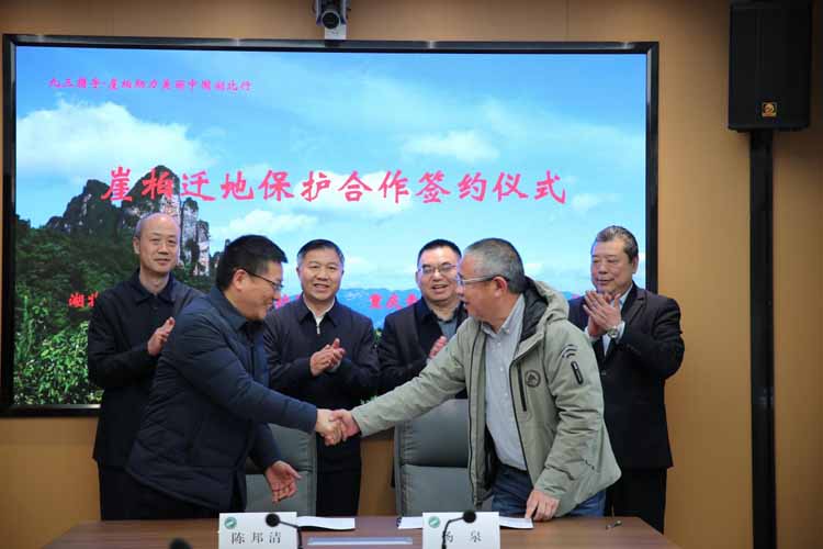 九三携手保护区共护濒危植物  崖柏助力美丽中国湖北宜昌行