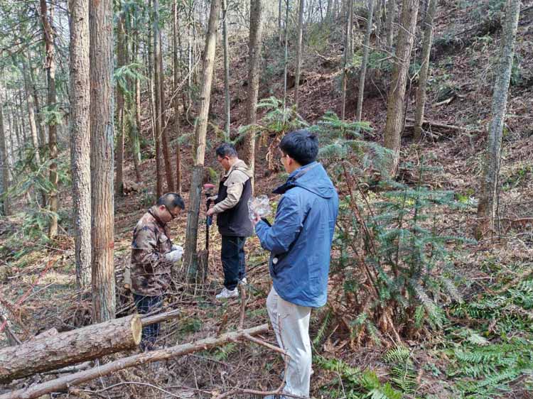 林业碳票开发：探索大老岭生态价值转化的绿色新路径