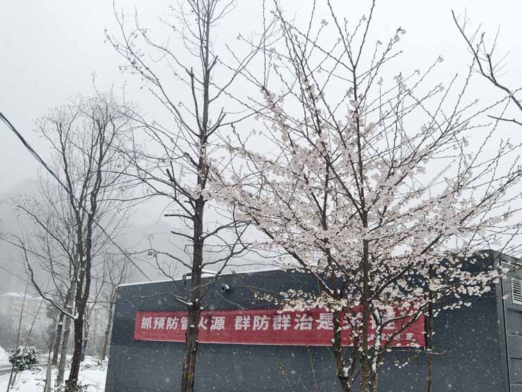 春日奇观！湖北大老岭惊现桃花雪
