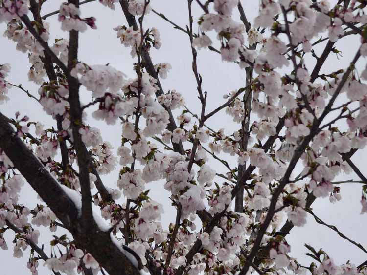 春日奇观！湖北大老岭惊现桃花雪