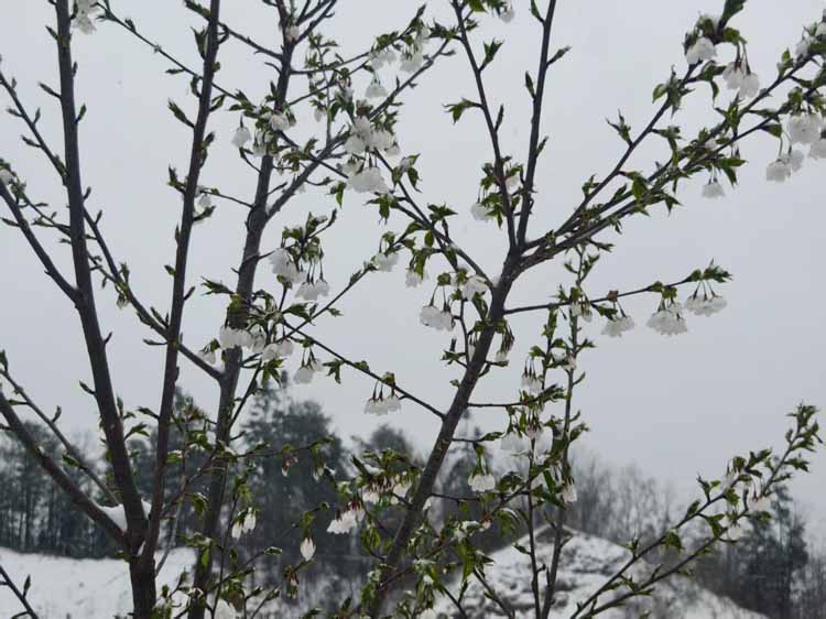 春日奇观！湖北大老岭惊现桃花雪