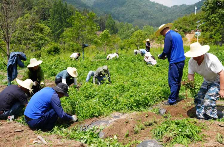 科技护生态 绿色守三峡